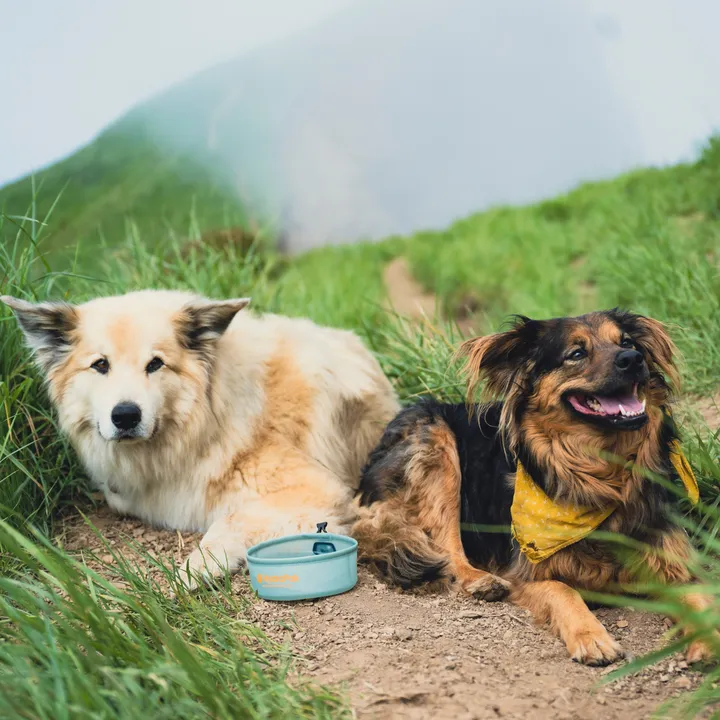 Bol pliable pour chien Hydrapak