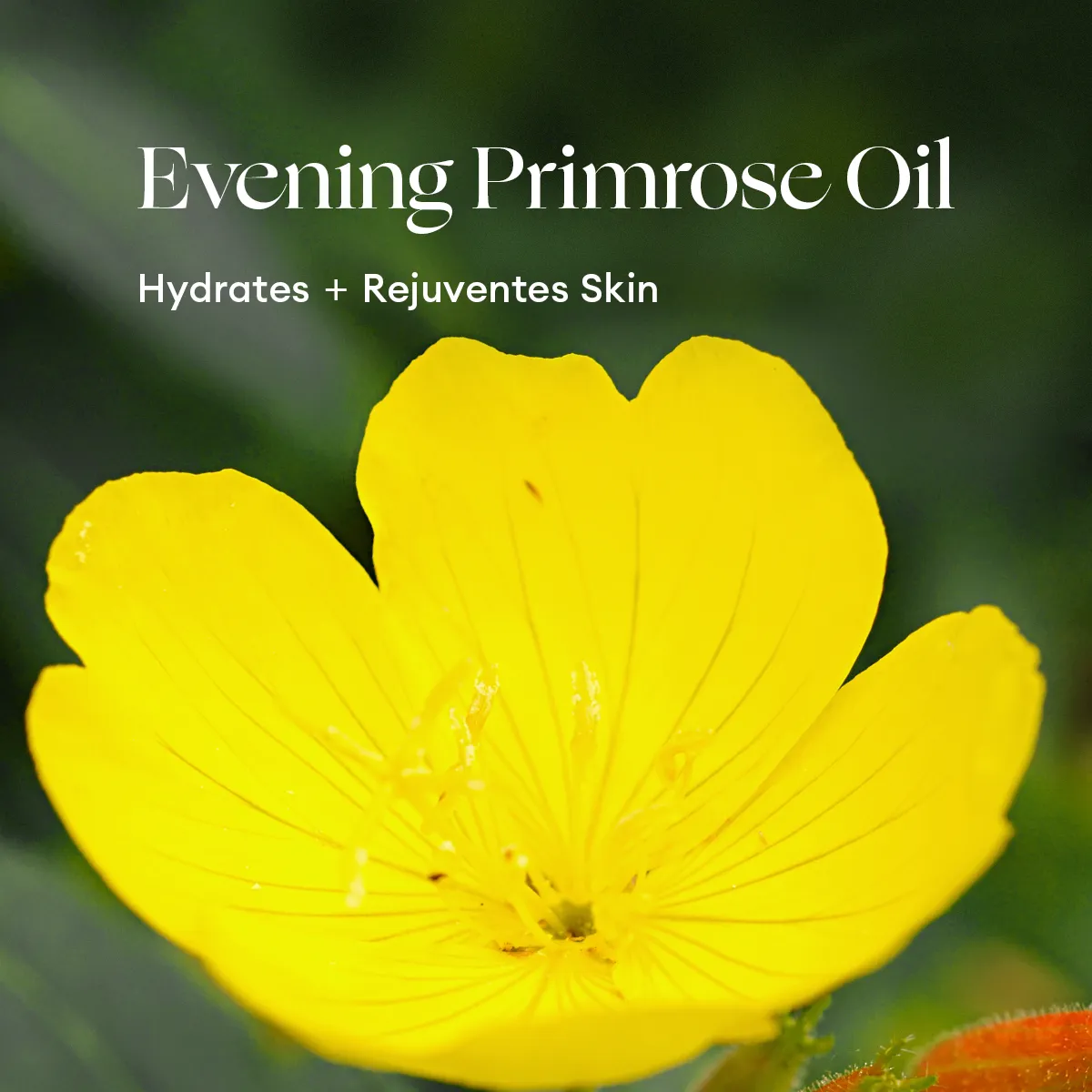 Phyto-Active Botanical Gezichtsolie