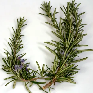 Rosemary Essential Oil