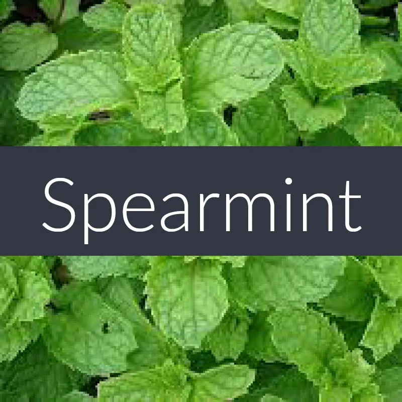 Spearmint Essential Oil