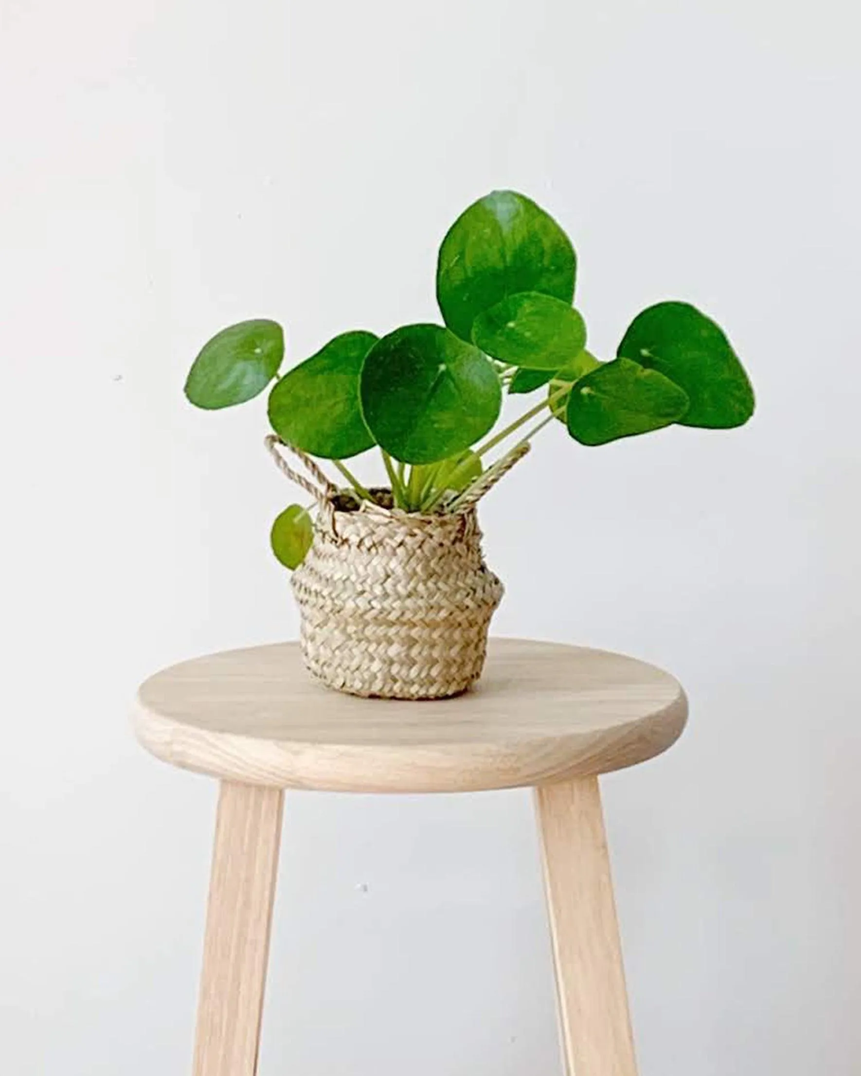 tabletop belly basket small
