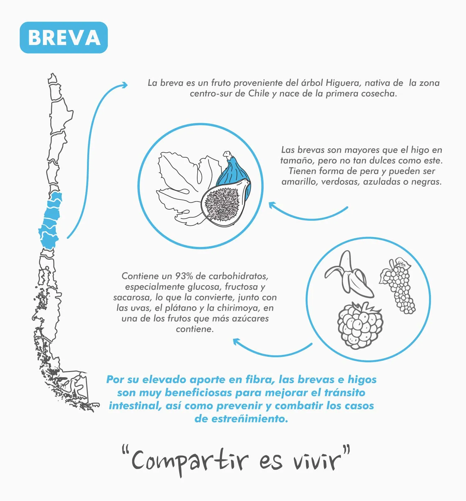 Tetera Plegable Breva