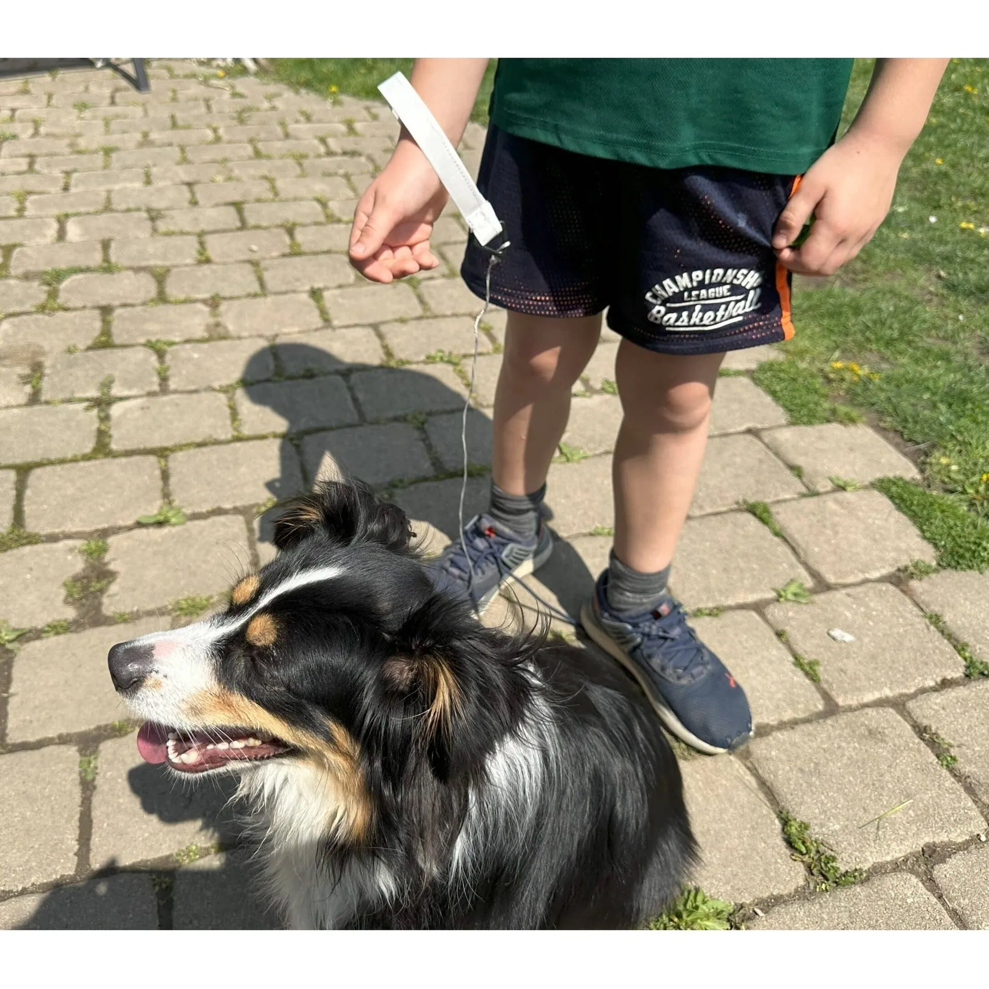 Ultralight Dog Leash