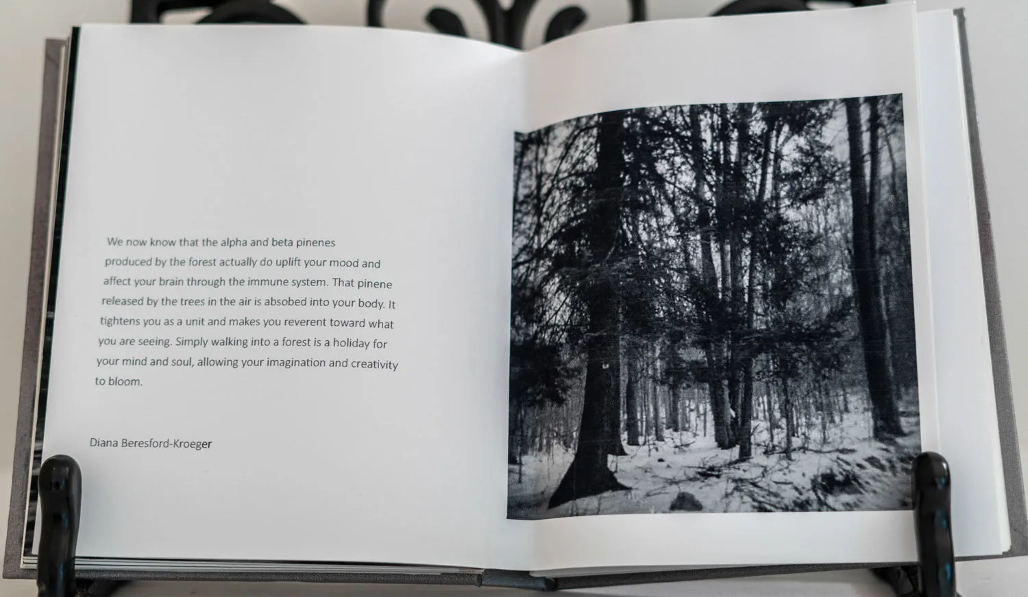 Winter Woodswalk by Judith ODell