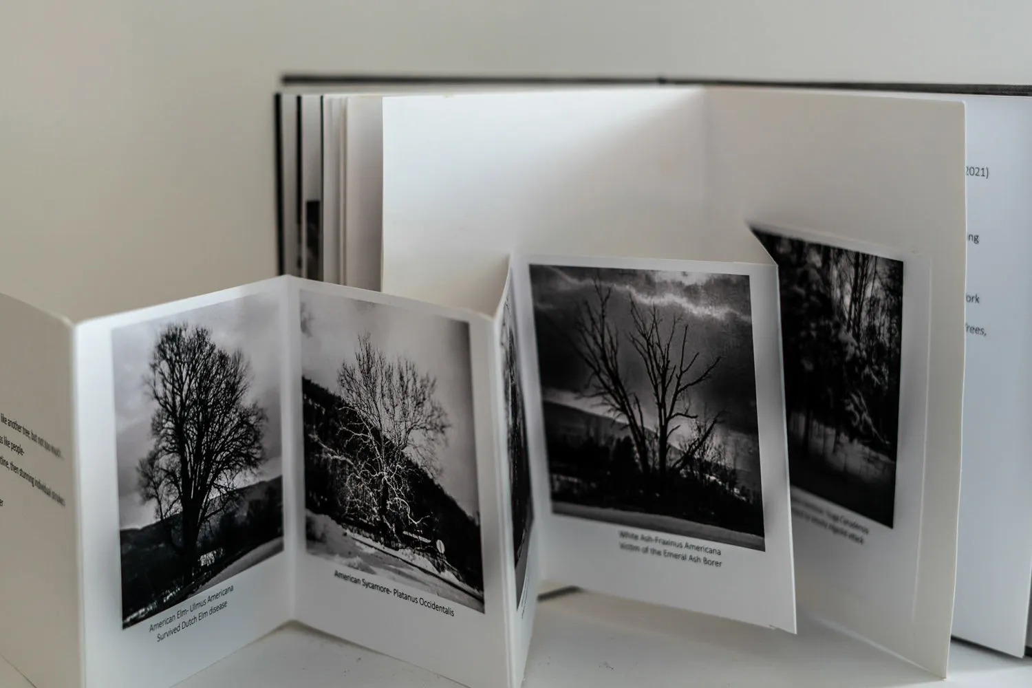 Winter Woodswalk by Judith ODell